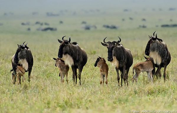 The Great Wildebeest Migration - Calving Season - Only valid Dezember until March The Great Wildebeest Migration - Calving Season - Only valid Dezember until March